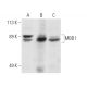 western blotting image from recommended MBD1 (B-5) monoclonal antibody replacement. Image 1504