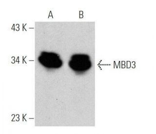 MBD2/3 Antibody (B-12) - Western Blotting - Image 356298 