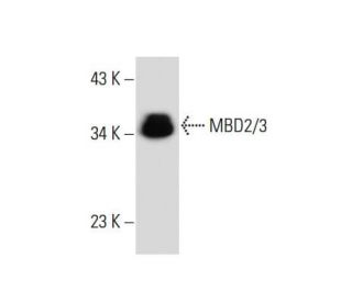 MBD2/3 Antibody (E-8) | SCBT - Santa Cruz Biotechnology