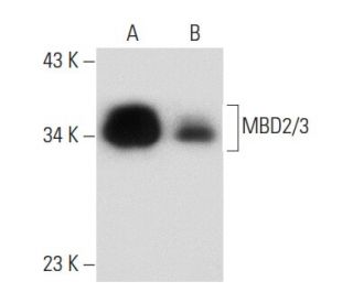 western blotting image from recommended MBD2/3 (D-7) monoclonal antibody replacement. Image 134000