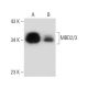 western blotting image from recommended MBD2/3 (D-7) monoclonal antibody replacement. Image 134000