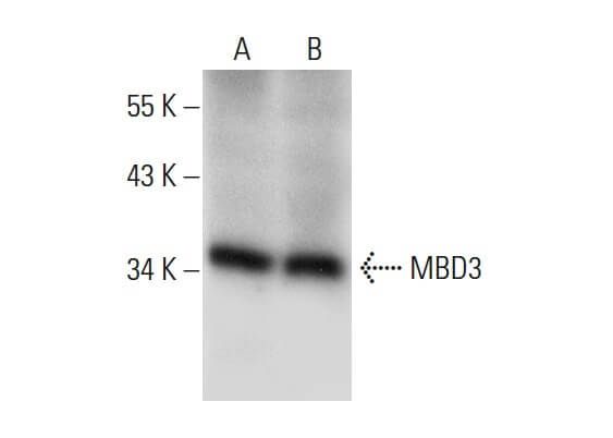 MBD3抗体 (F-11) | SCBT - Santa Cruz Biotechnology