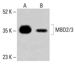 MBD2/3 Antibody (D-7) - Western Blotting - Image 414044 