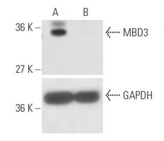 MBD3 siRNA (h): sc-35867. Western blot analysis of MBD3 expression in non-transfected control (A) and MBD3 siRNA transfect 
