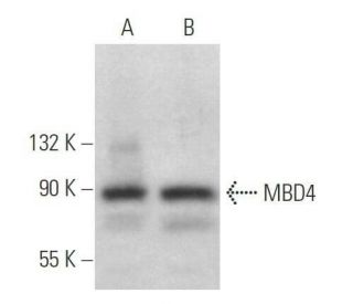 MBD4 Antibody (A-8) - Western Blotting - Image 358971 