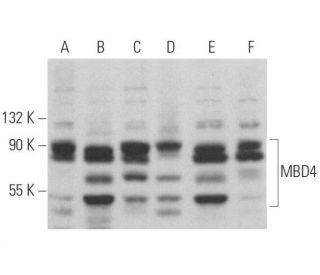 MBD4 Antibody (D-6) - Western Blotting - Image 358967 