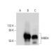 MBD4 Antibody (G-7) - Western Blotting - Image 303448