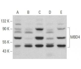 MBD4 Antibody (G-7) - Western Blotting - Image 358959 