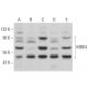 MBD4 Antibody (G-7) - Western Blotting - Image 358959 