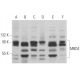 western blotting image from recommended MBD4 (D-6) monoclonal antibody replacement. Image 358967