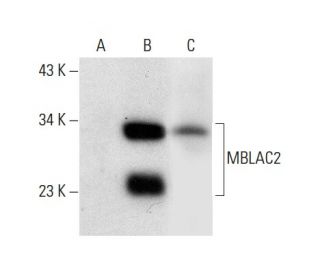 MBLAC2 Antibody (A-4) - Western Blotting - Image 303512 