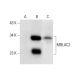 MBLAC2 Antibody (A-4) - Western Blotting - Image 303512 