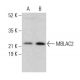 MBLAC2 Antibody (A-4) - Western Blotting - Image 377394