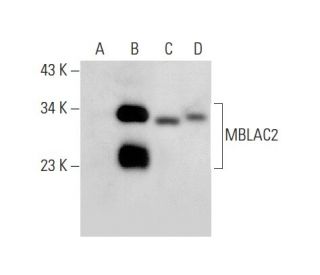 MBLAC2 Antibody (E-7) - Western Blotting - Image 301509