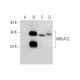 MBLAC2 Antibody (E-7) - Western Blotting - Image 301509