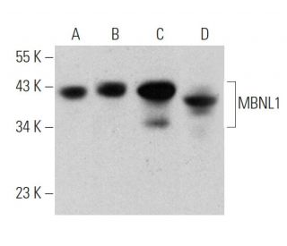 MBNL1 Antibody (D-4) - Western Blotting - Image 346491 