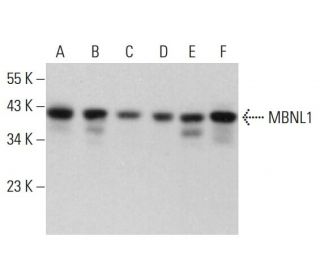 MBNL1 Antibody (D-4) - Western Blotting - Image 381922