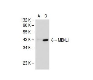 MBNL1 Antibody (3A4) - Western Blotting - Image 33408