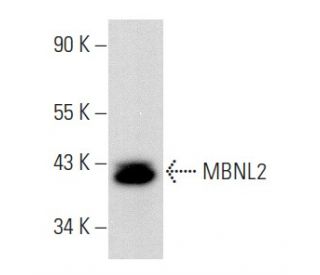 MBNL2 Antibody (D-1) - Western Blotting - Image 356905