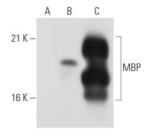 MBP Antibody (1.B.645) - Western Blotting - Image 43471