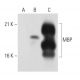 MBP Antibody (1.B.645) - Western Blotting - Image 43471