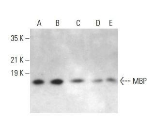 MBP Antibody (A-3) - Western Blotting - Image 376672 