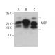western blotting image from recommended MBP (F-6) monoclonal antibody replacement. Image 376550