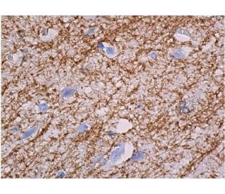 MBP Antibody (F-6) - Immunohistochemistry - Image 358534