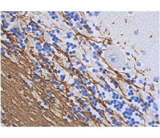 MBP Antibody (F-6) | SCBT - Santa Cruz Biotechnology