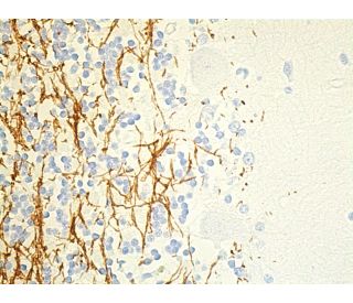 mbp-antibody-f-6-