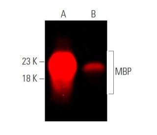 mbp-antibody-f-6-western-