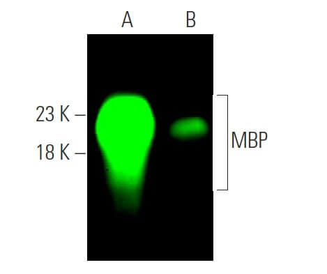 MBP Antibody (F-6) | SCBT - Santa Cruz Biotechnology