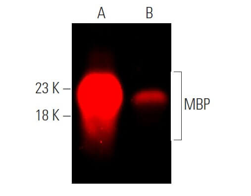 MBP Antibody (F-6) | SCBT - Santa Cruz Biotechnology