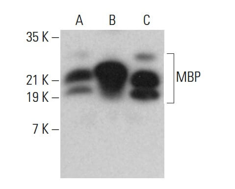 MBP Antibody (F-6): sc-271524