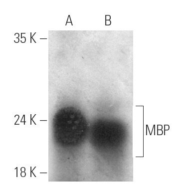 MBP Antibody (F-6): sc-271524