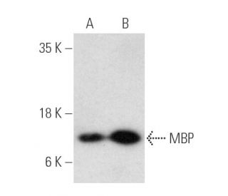 MBP Antibody (A-3) - Western Blotting - Image 388957