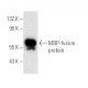 western blotting image from recommended MBP-probe (R29.6) monoclonal antibody replacement. Image 5599