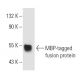 MBP-probe Antibody (P2F1) - Western Blotting - Image 10594 