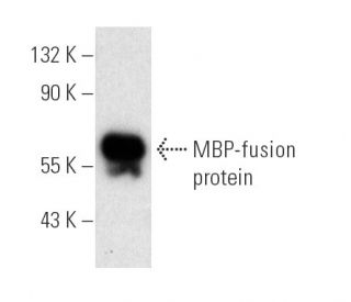 MBP-probe Antibody (R29.6) - Western Blotting - Image 5599