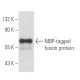 MBP-probe Antibody (R3.2) - Western Blotting - Image 18087