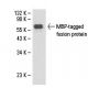 MBP-probe Antibody (TVG MBP 3) - Western Blotting - Image 18088