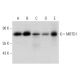 MBTD1 Antibody (H-6) - Western Blotting - Image 323788 
