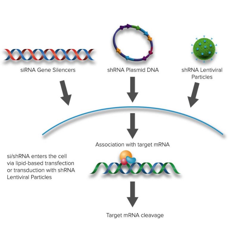 MC-CPA siRNA (h), shRNA and Lentiviral Particle Gene Silencers