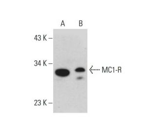 MC1-R Antibody (578CT6.2.3) - Western Blotting - Image 384290The Double Nickase Plasmid features a U6 promoter for sgRNA expression, a 20 nt targeting sequence, and a gRNA scaffold to guide Cas9n. It includes a CBh promoter for Cas9n (D10A) and puromycin resistance, GFP for transfection verification, and nuclear localization signals (NLS). The 2A peptide allows co-expression of Cas9n and Puro from a single promoter, enabling precise genome editing with reduced off-target effects.