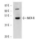 MC4-R Antibody (C-10) - Western Blotting - Image 14774 