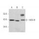 MC4-R Antibody (C-10) - Western Blotting - Image 368444 