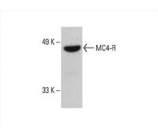 MC4-R Antibody (C-10) - Western Blotting - Image 394393 