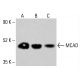 MCAD Antibody (A-5) - Western Blotting - Image 414223