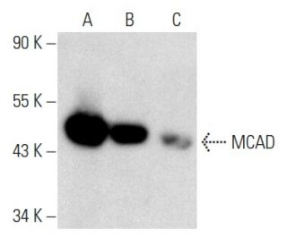 MCAD Antibody (E-5) - Western Blotting - Image 357342 