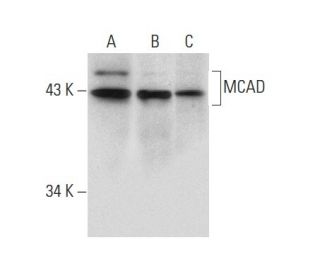 MCAD Antibody (E-8) - Western Blotting - Image 134001 